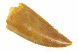 Serrated, Raptor Premaxillary Tooth - Real Dinosaur Tooth #291872-1